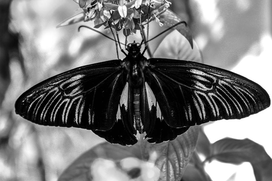 Australian Butterfly B W Photograph by George Kenhan
