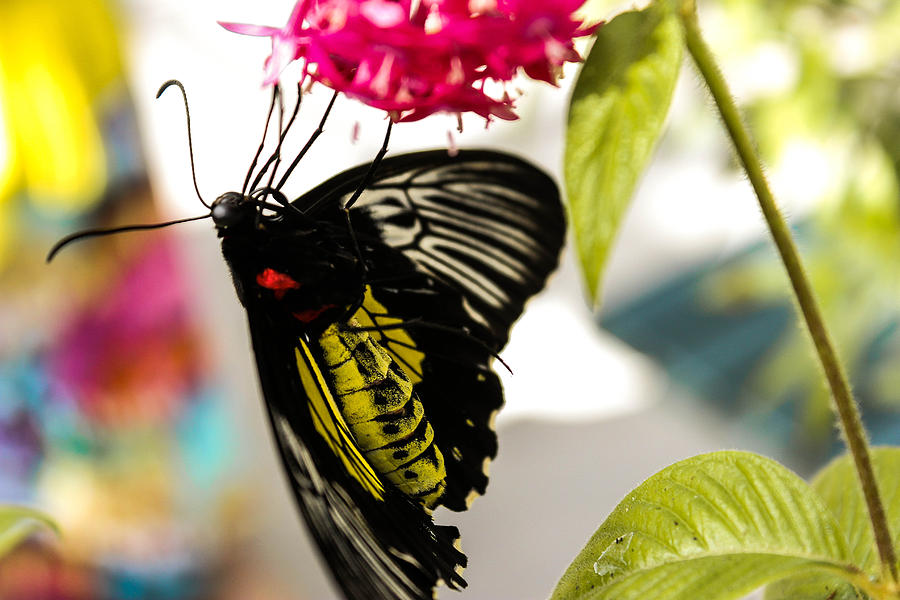 Australian Butterfly Species Photograph by George Kenhan