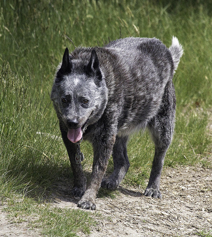 Australian Cattle Dog Photograph by Constantine Gregory