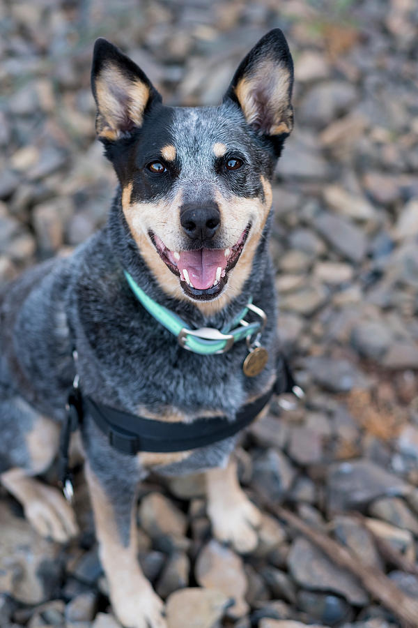 Australian Cattle Dog, Sitting Photograph by Joshua Rainey | Fine Art ...