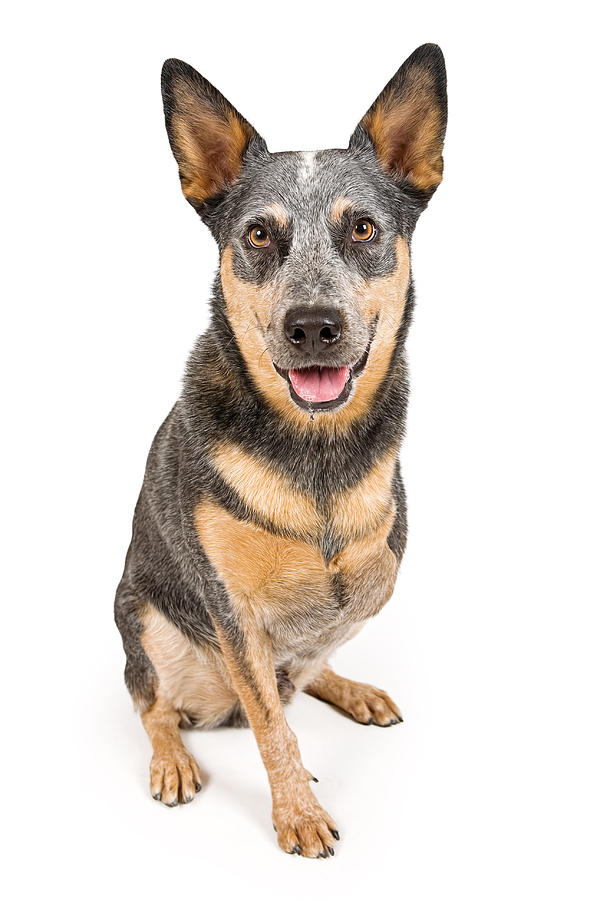 Dog Photograph - Australian Cattle Dog With Missing Leg Isolated on White by Good Focused