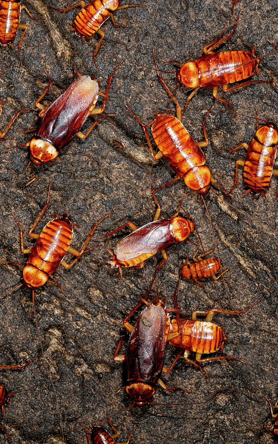 Australian Cockroaches Photograph by Sinclair Stammers/science Photo Library