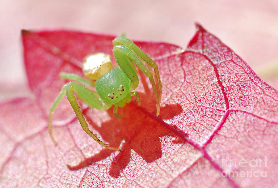 Australian Crab Spider Photograph by Christopher Edmunds - Pixels