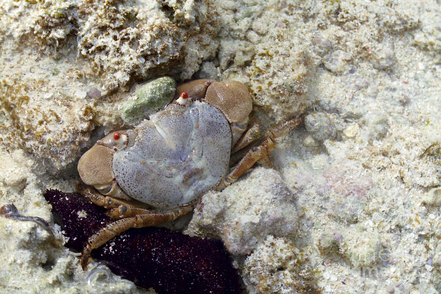 Australian Crab Photograph by Tony Schaufelberger | Pixels