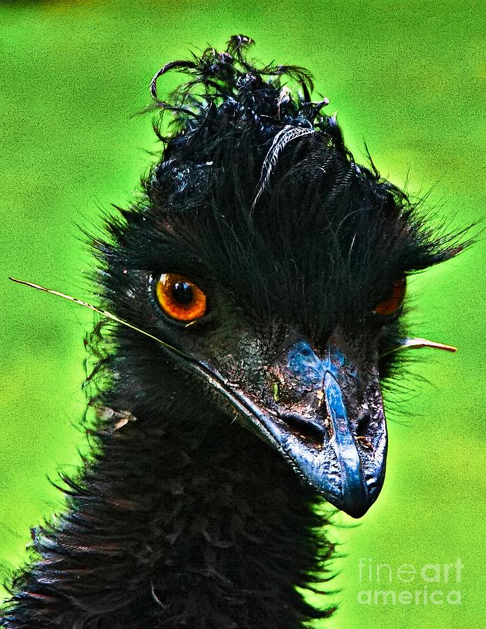 Wildlife Photograph - Australian Emu by Blair Stuart
