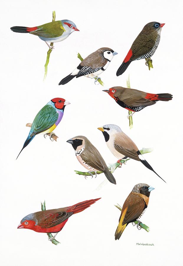 Nature Photograph - Australian Estrildid Finches by Natural History Museum, London/science Photo Library