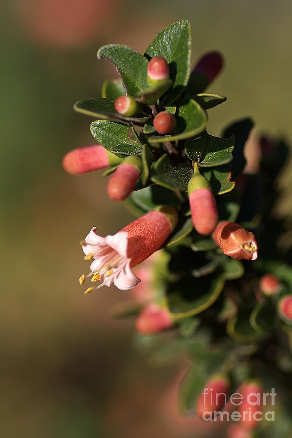 Flower Photograph - Australian Fuchsia by Joy Watson