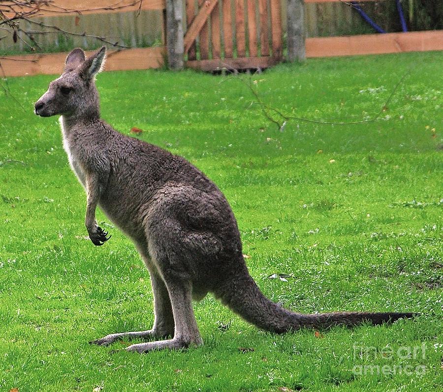Australian Grey kangaroo Photograph by Blair Stuart