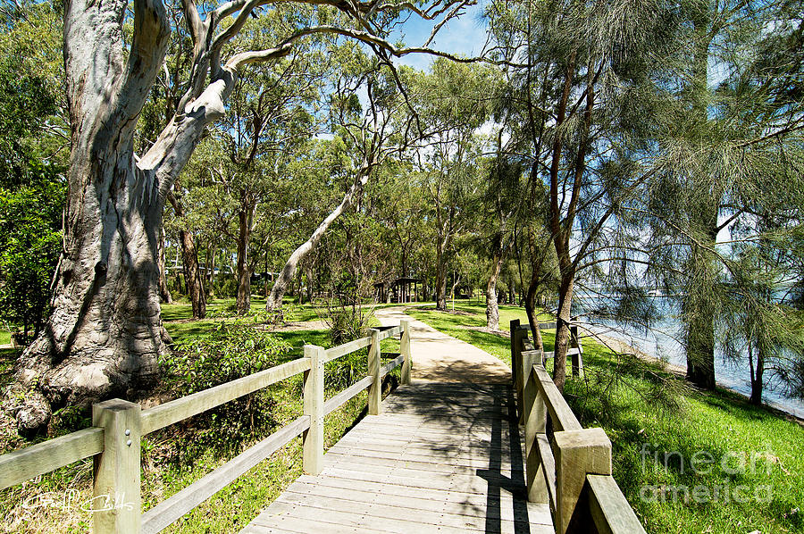 Australian Gum Tree  Murrays Beach  Lake Macquarie Photograph by Geoff Childs