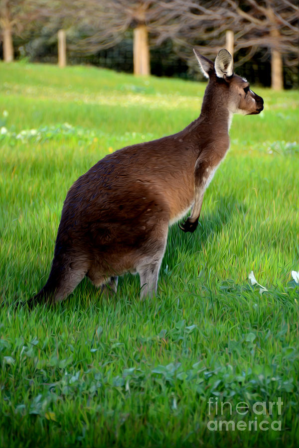 Kangaroo Digital Art - Australian Kangaroo at Sunset by Phill Petrovic