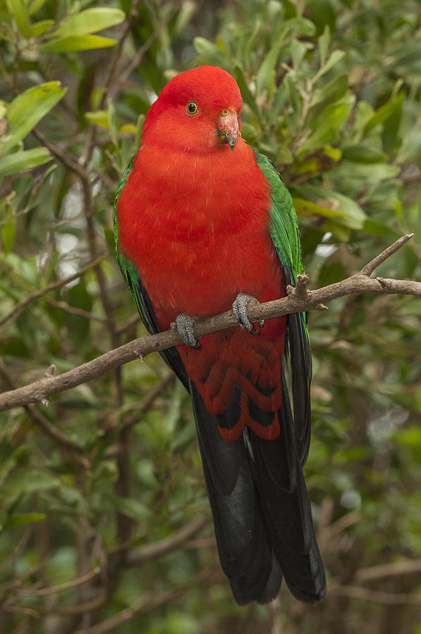 Australian King Parrot Male Dandenong Photograph by D. Parer & E. Parer-Cook
