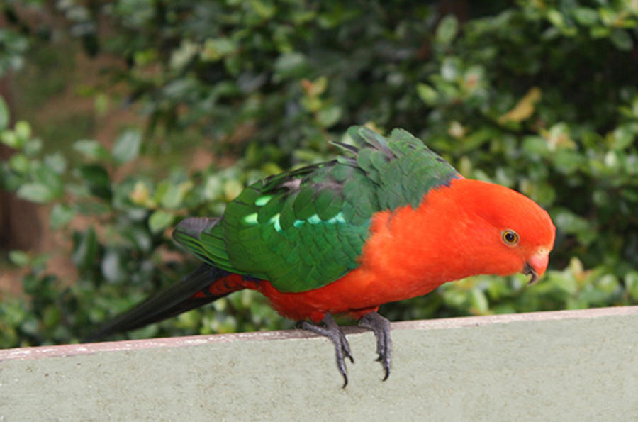 Australian King Parrot Photograph by Mary Sablovs - Fine Art America