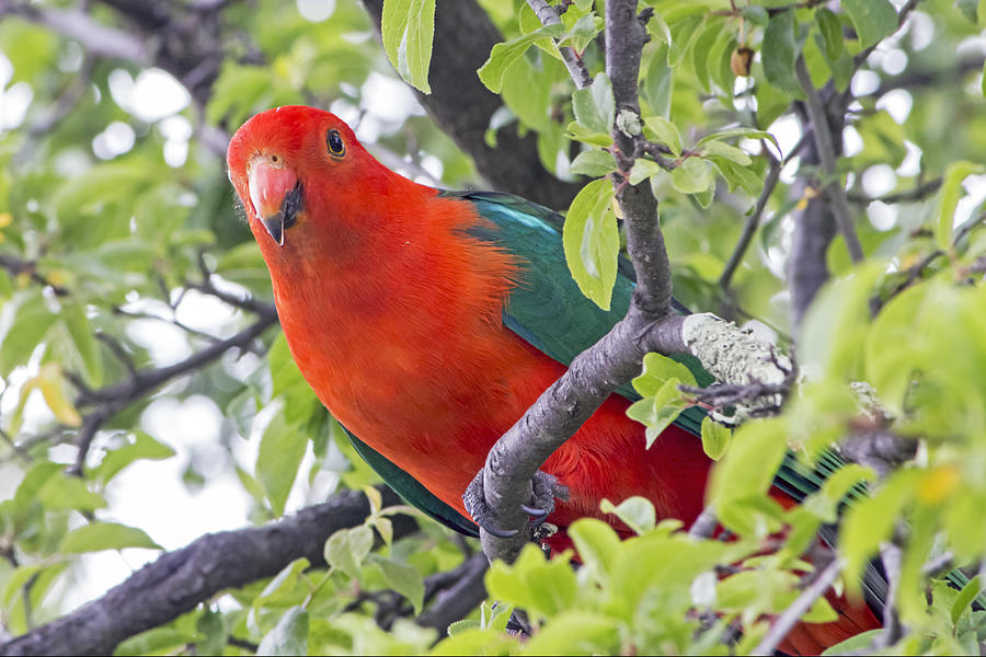 Australian King Parrot Photograph by Nicholas Blackwell
