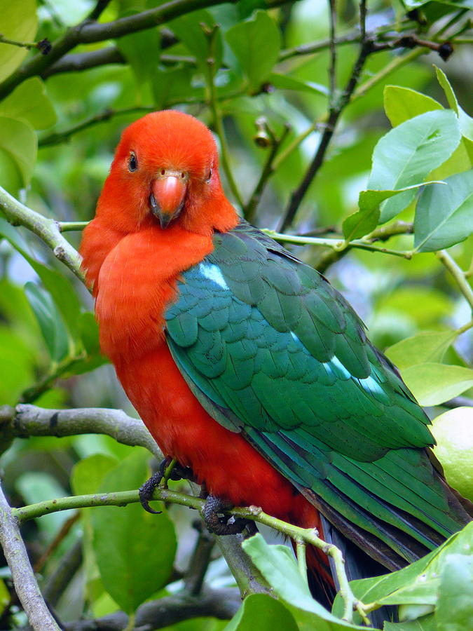 Australian King Parrot Portrait Photograph by Margaret Stockdale