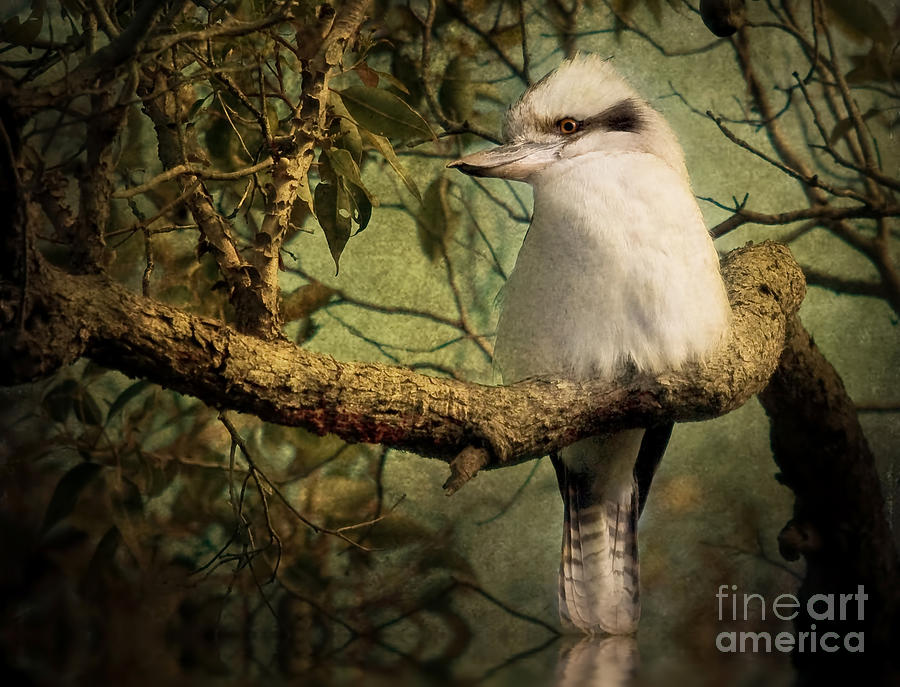 Australian Kookaburra Photograph by Kym Clarke