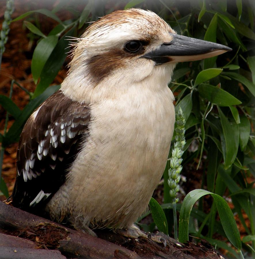 Kookaburras On White Background Photos, Images and Pictures