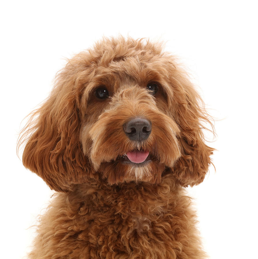 Australian Labradoodle Photograph by Mark Taylor