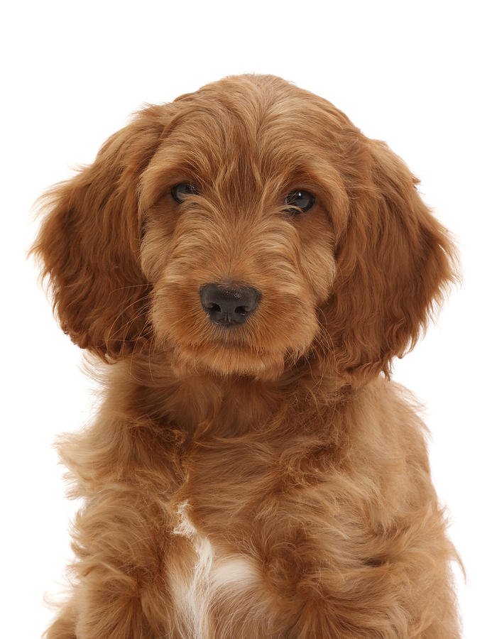 Australian Labradoodle Puppy Photograph by Mark Taylor