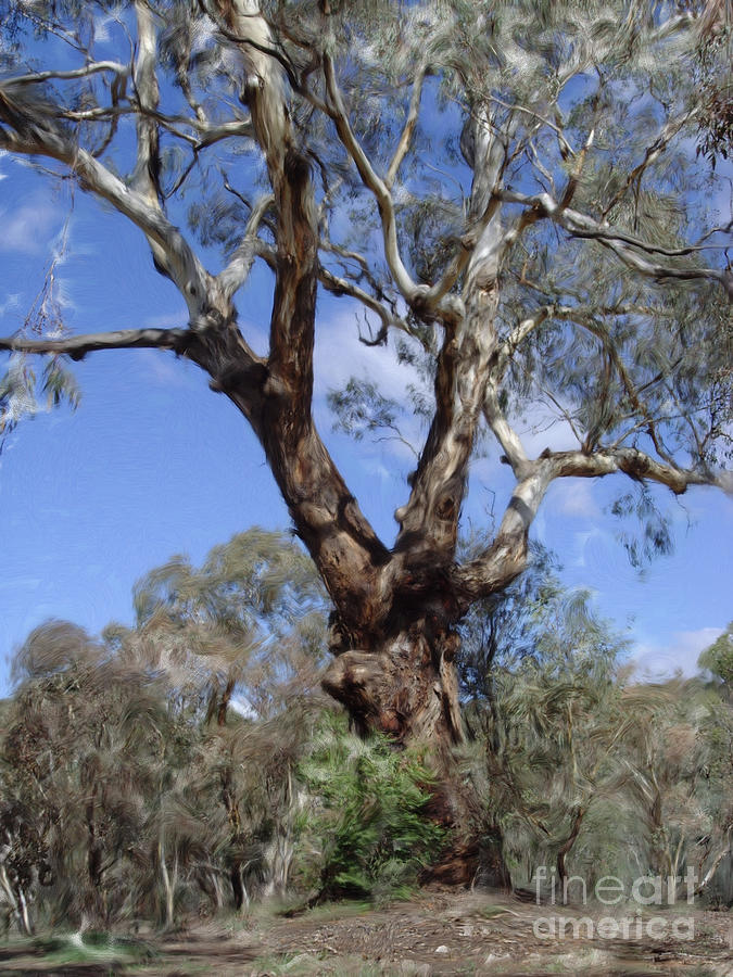 Australian Native Tree 11 Digital Art by Russell Kightley
