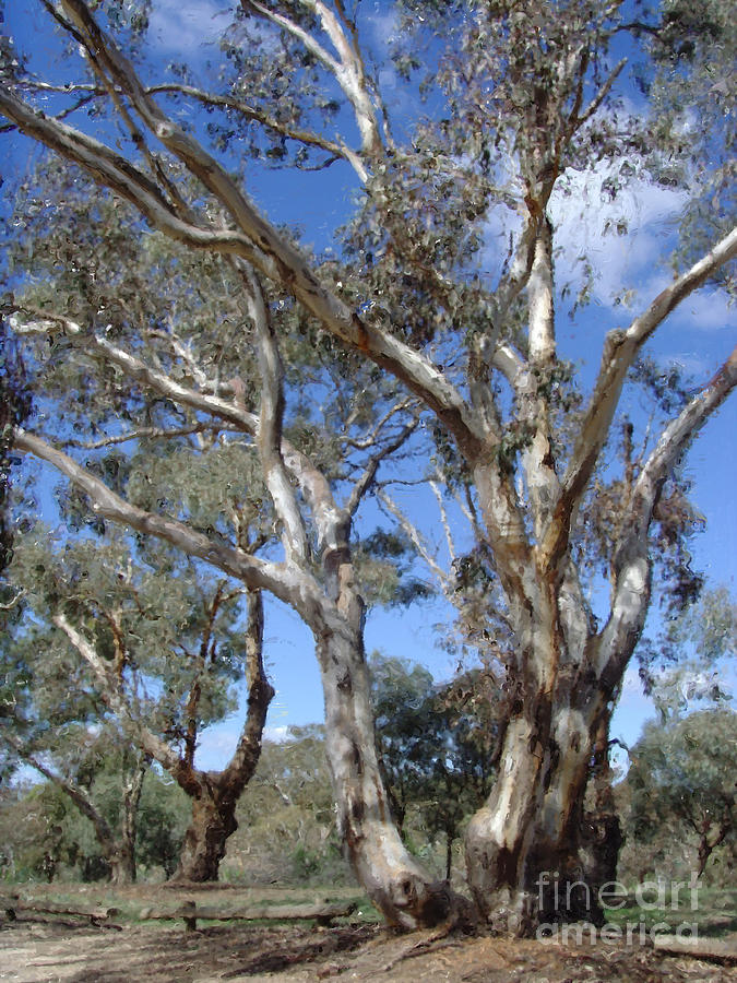 Australian Native Tree 12 Digital Art by Russell Kightley