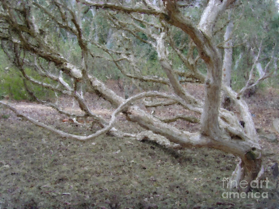 Australian Native Tree 4 Digital Art by Russell Kightley