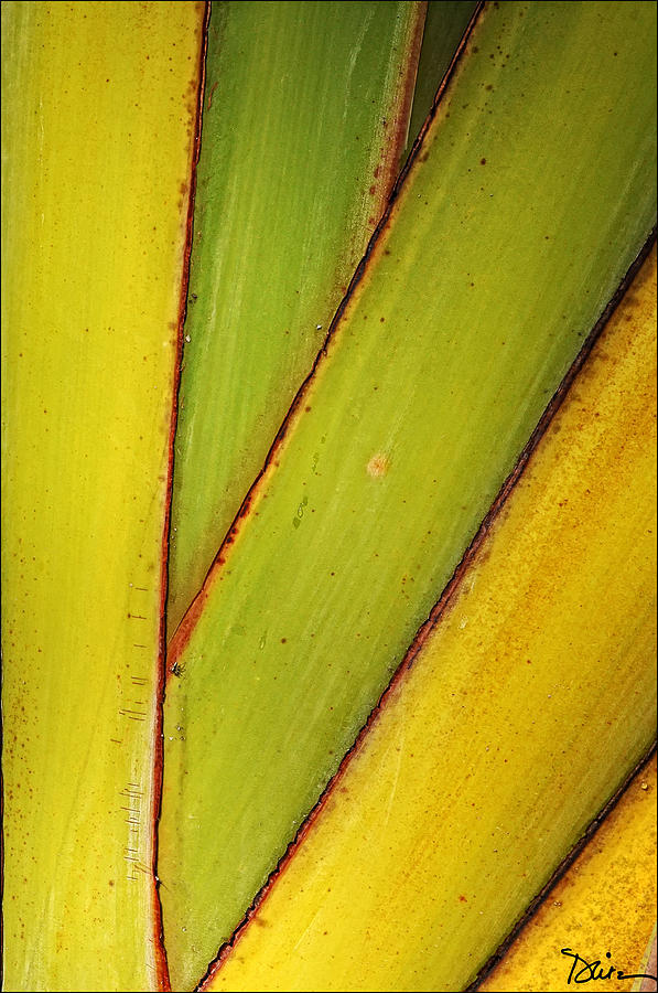 Australian Palm Abstract Photograph by Peggy Dietz