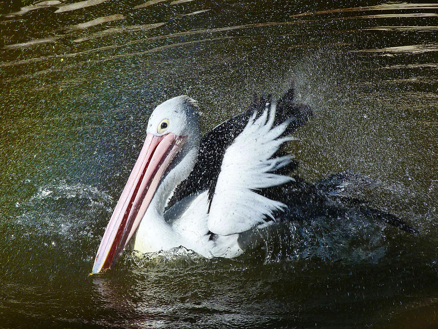 Australian Pelican Shower Time Photograph by Margaret Saheed