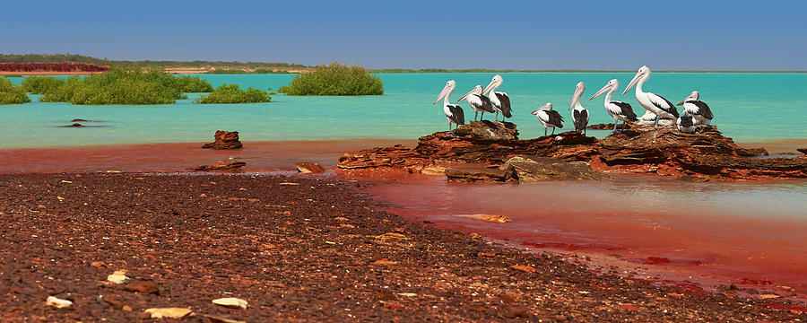Australian Pelicans Roebuck Bay Photograph by Martin Willis