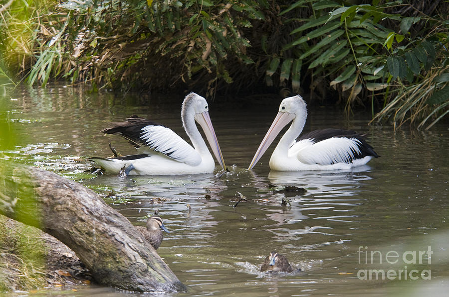 Australian Pelicans Photograph by William H. Mullins