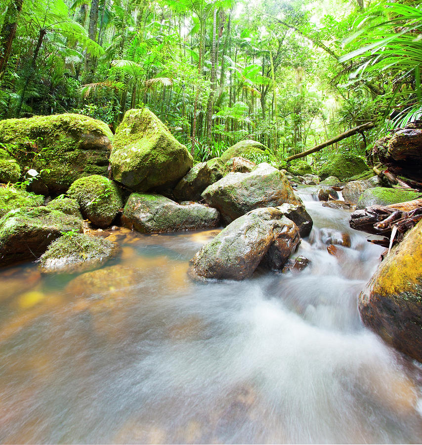 Australian Rainforest Photograph by Mburt
