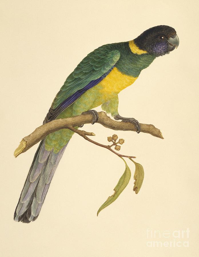 Nature Photograph - Australian Ringneck, 19th Century by Natural History Museum, London