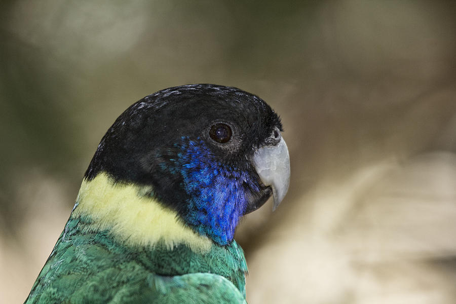 Bird Photograph - Australian Ringneck V2 by Douglas Barnard