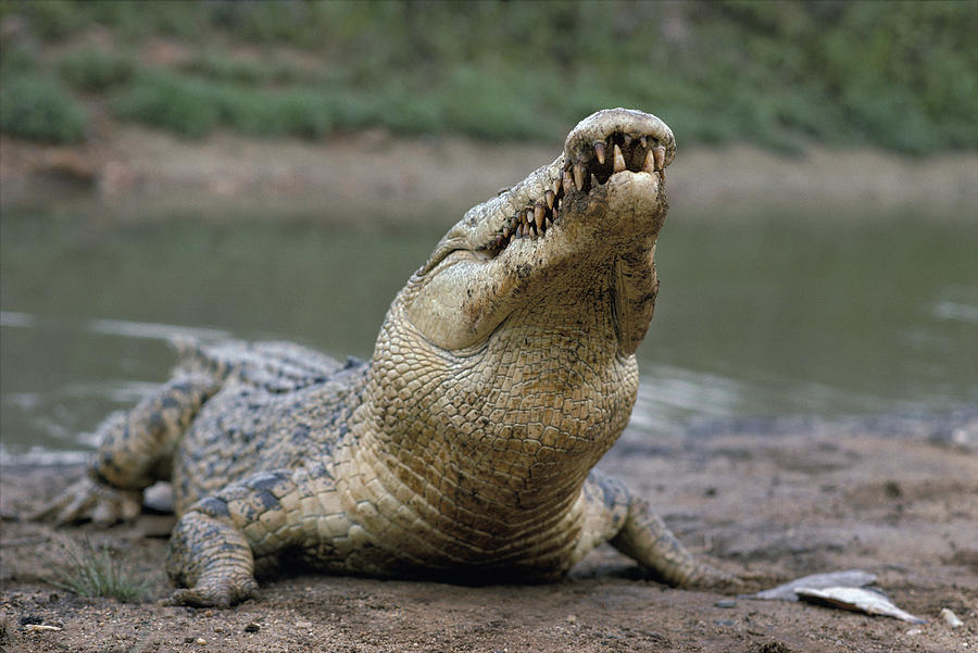 Australian Saltwater Crocodile Photograph by Jeff Rotman