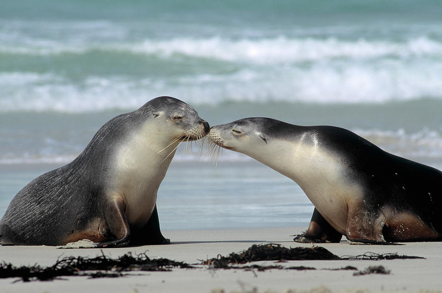 Australian Sea Lion Neophoca Cinerea Photograph by Vintage Images - Pixels