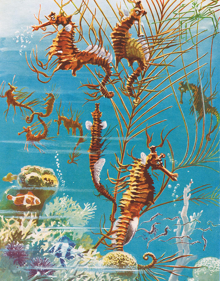 Seahorse Painting - Australian Seahorses by Leonard Robert Brightwell