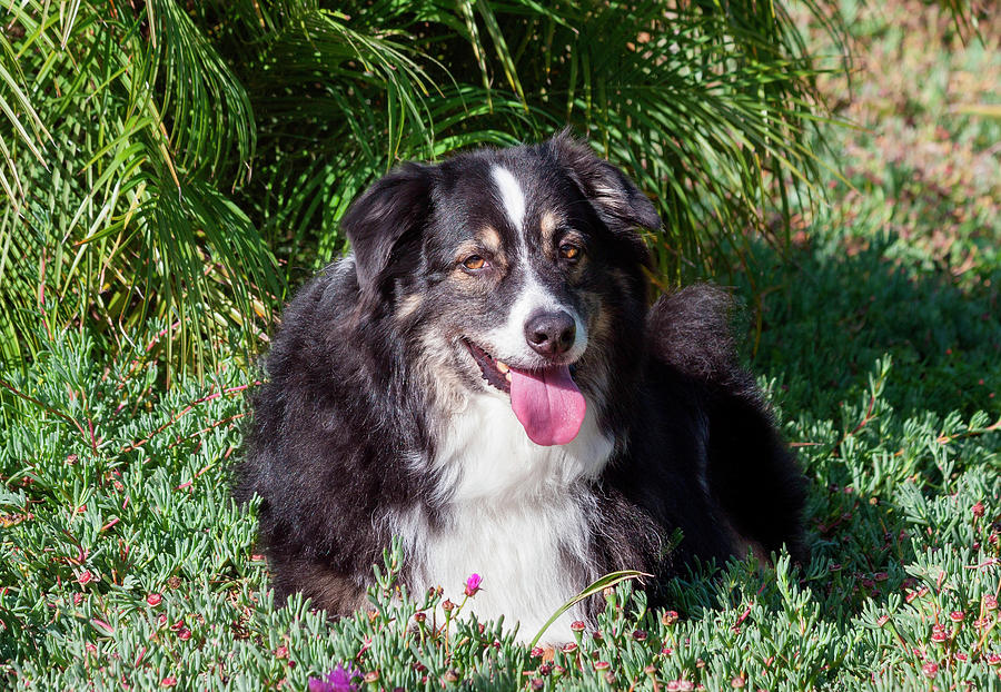 Australian Shepherd Lying In The Garden Photograph by Zandria Muench ...