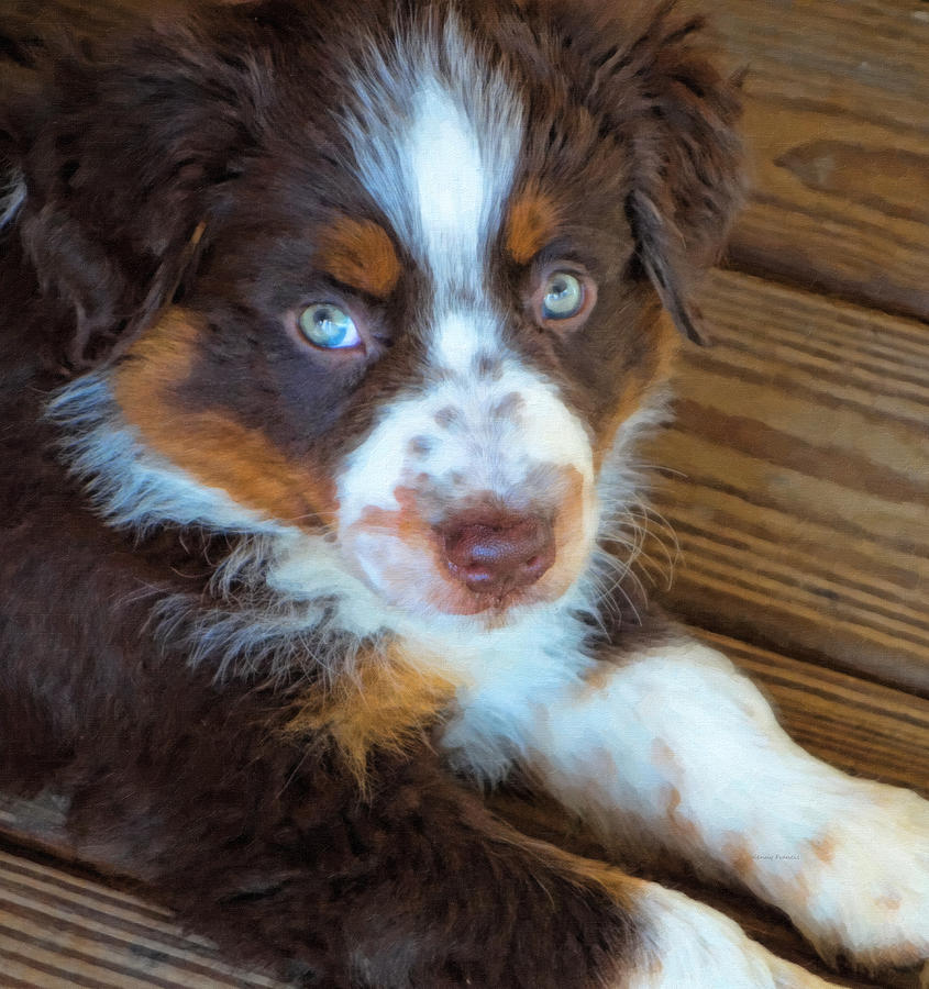 Australian Shepherd Puppy - Rusty Photograph by Kenny Francis