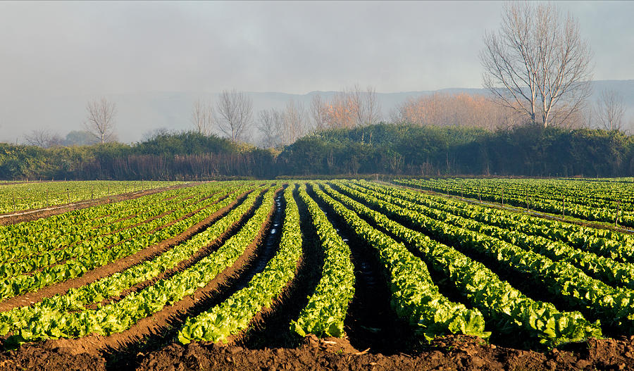 Australian Soil Lettuce Rejoice Photograph by Nicholas Blackwell