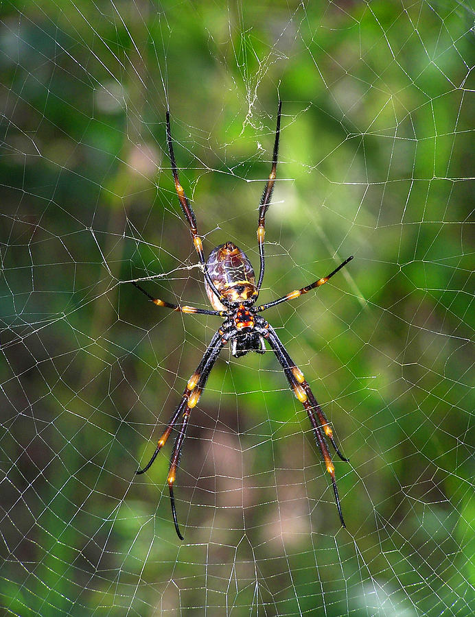 Australian Spider Photograph by Dreamland Media - Fine Art America