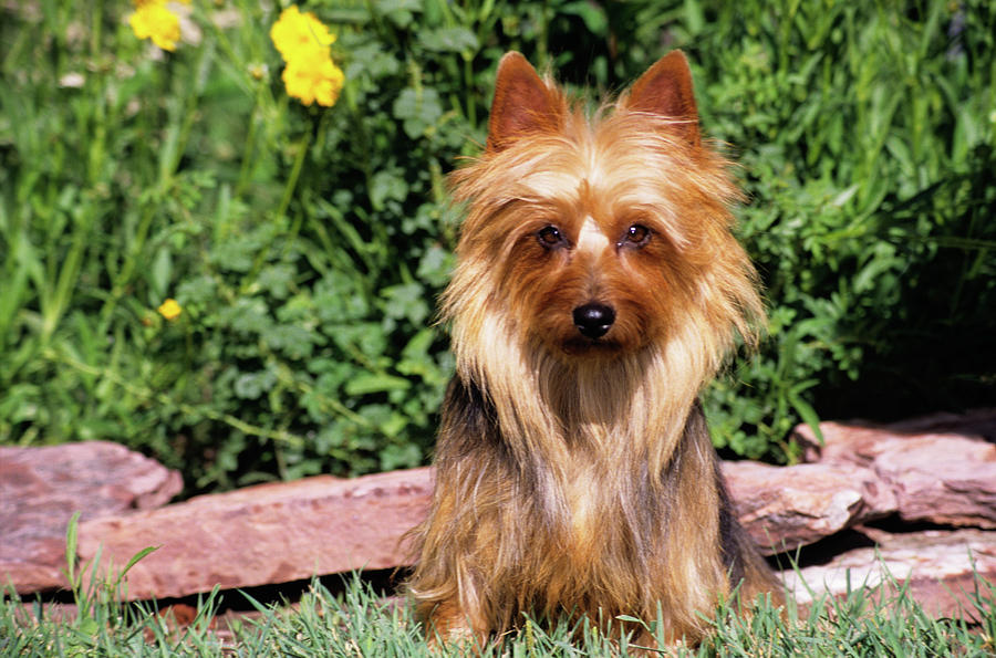 Australian Terrier In Front Of Flowers Photograph by Vintage Images ...