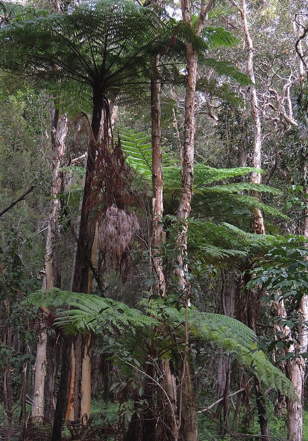 Australian Tree Fern Photograph by Denise Clark