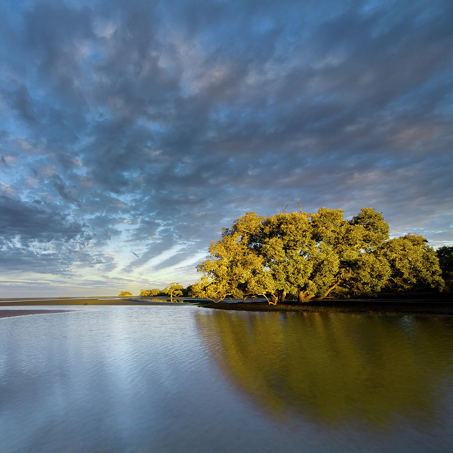 Australian Wetlands Photograph by Quirex