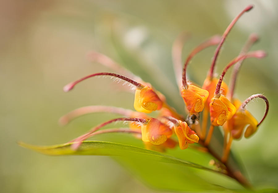 Nature Photograph - Australian Wildflower Grevillea venusta by Sheryl Caston