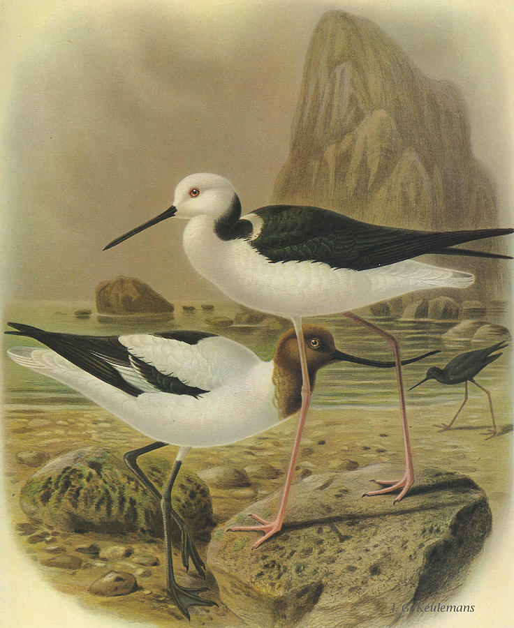 John James Audubon Painting - Australilan Avocet Pied Stilt and Black Stilt by Dreyer Wildlife Print Collections 