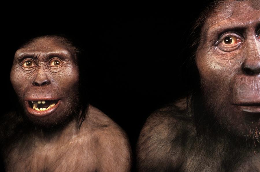 Australopithecines Lucy And Lucien Photograph By P.plailly E.daynes 