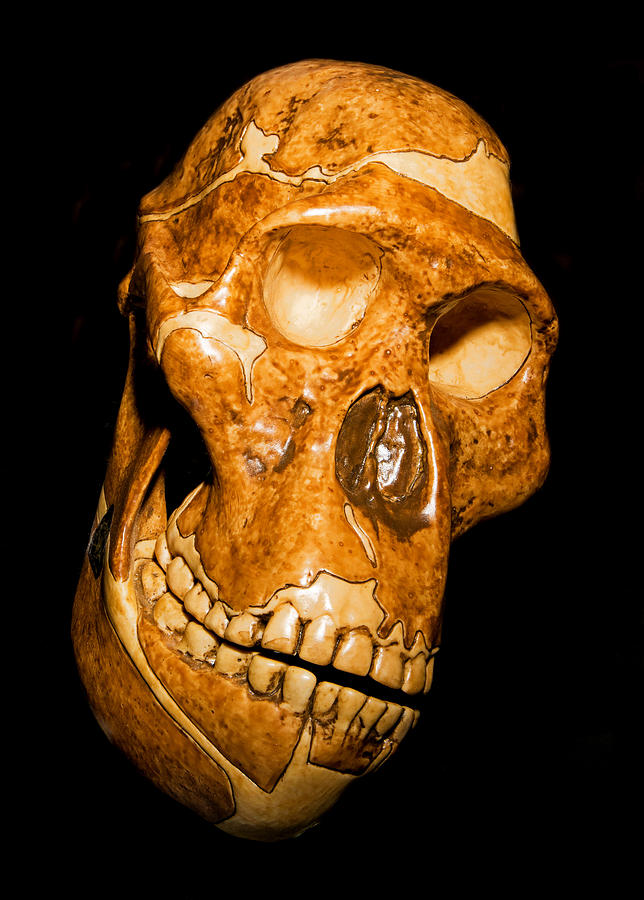 Australopithecus Africanus Skull Photograph by Millard H. Sharp