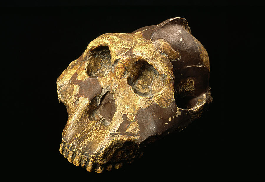 Australopithecus Boisei Skull Photograph by Pascal Goetgheluck/science Photo Library