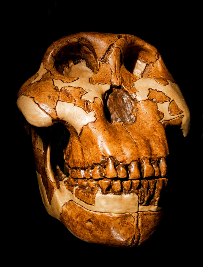 Australopithecus Paranthropus Skull Photograph by Millard H. Sharp