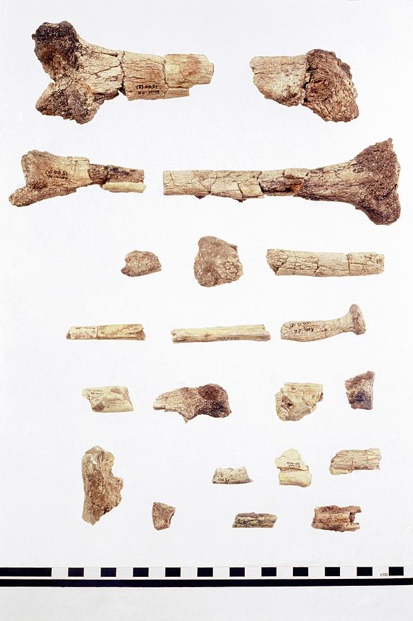 Australopithecus Skeleton Fragments Photograph by John Reader/science Photo Library