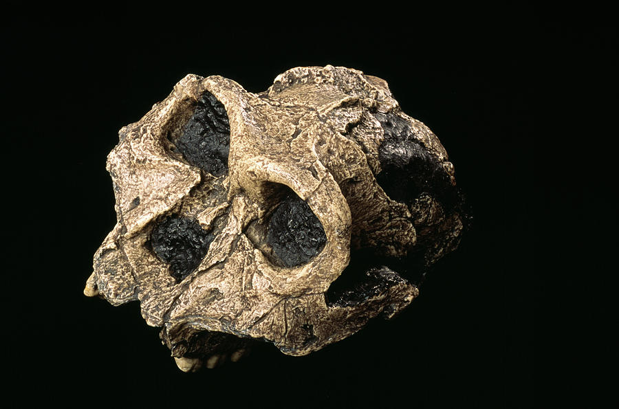Australopithecus Skull Photograph by Pascal Goetgheluck/science Photo Library
